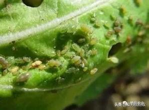 软腐病191:甜瓜细菌性果腐病如何预防和治疗？
