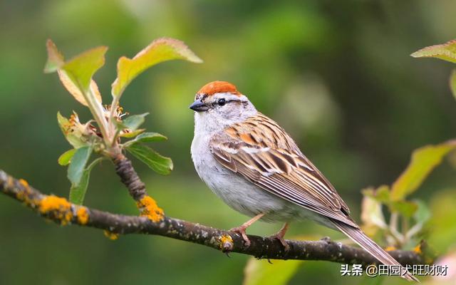 青绿顶亚马逊鹦鹉可以当宠物养吗:什么鸟可以作为宠物饲养？