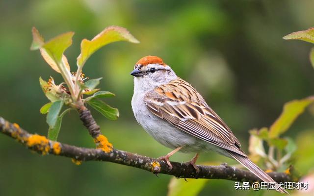 宠物鸟的种类及名字大全:什么宠物鸟寿命最长，常见宠物鸟寿命盘点？