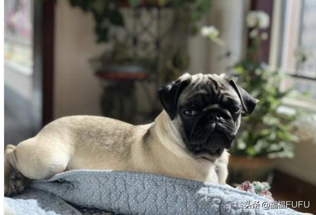 乐乐八哥狗好养吗:比起法斗犬，感觉更多人喜欢饲养巴哥犬，为什么呢？