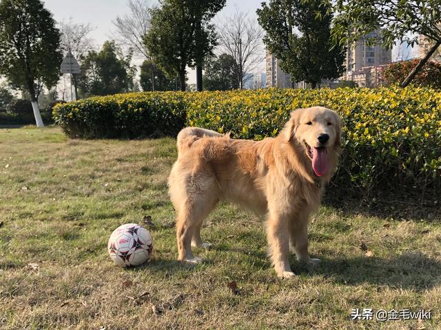 犬冠状病毒病病例:主人得了冠状病毒肺炎被隔离，家里的宠物狗该怎么办？
