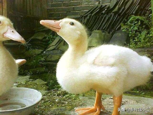 养鸭子视频:一年当中哪个月适合养鸭子？为什么？
