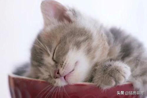 猫鼻支试纸多少钱一个:家养猫咪为什么会得猫鼻支？