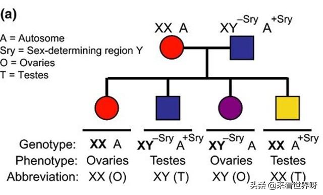 roxxxy:性染色体异常（如XXY型，XYY型）对个人性格的影响是什么？