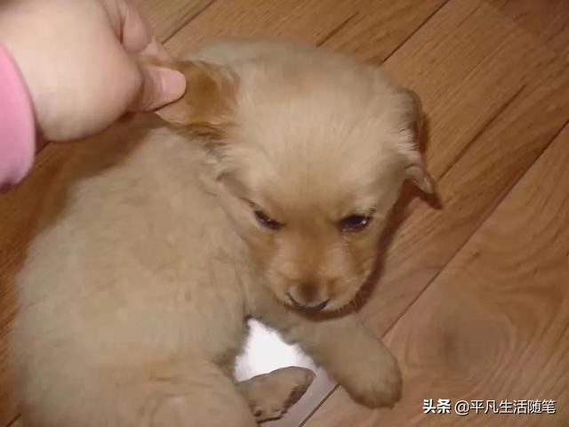 捡到流浪贵宾犬好养吗:捡到一只小狗，不知道是流浪狗还是走丢的，能打针么？