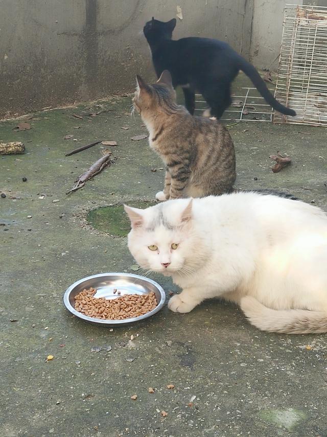 猫来了 喵 mp4:有没有谁喂过流浪猫？有何经历？ 喵来了给五只猫绝育的全部视频