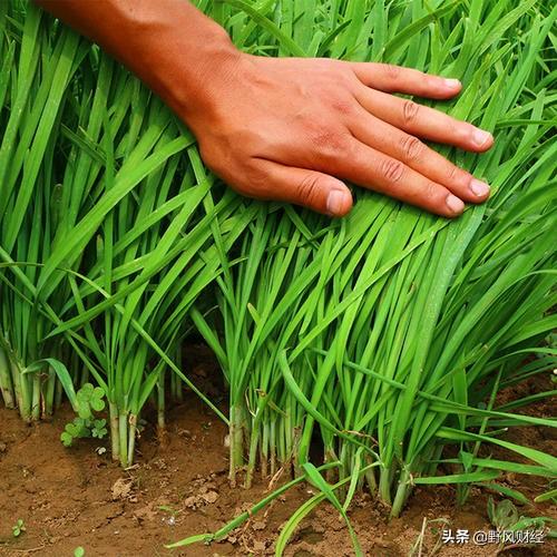 散户为什么被叫做韭菜