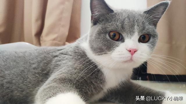 帕拉斯猫为什么不能养:问，猫爱咬人这猫能养吗？ 帕拉斯猫