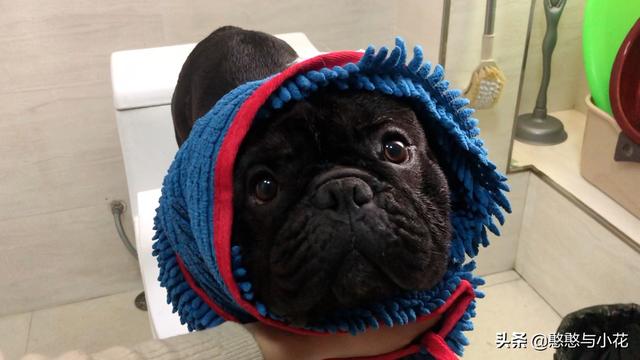 沉默的斗牛犬相关问答:为什么有的人说不敢养法国斗牛犬呢？它一般会有什么常见的疾病？ 沉默的斗牛犬的小说