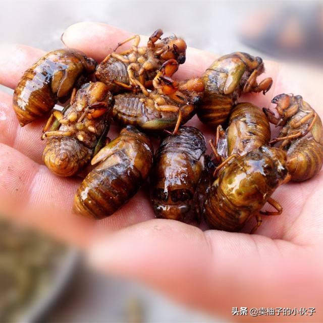 跗猴多少钱:又到了抓知了猴的季节，今年知了猴的行情如何？价格贵不贵？