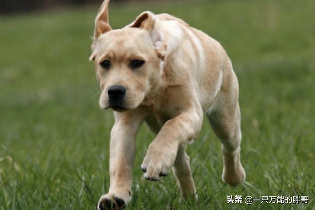 奥达猎犬怎么训练:二哈可以训练成为猎犬吗？为什么？