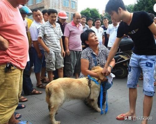 流浪狗的故事:流浪狗曾带给过你怎样的感动？