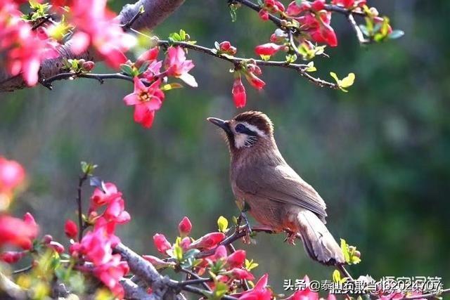 貉子是国家保护动物吗，“麻雀”是国家二级保护动物吗这种说法是怎么来的