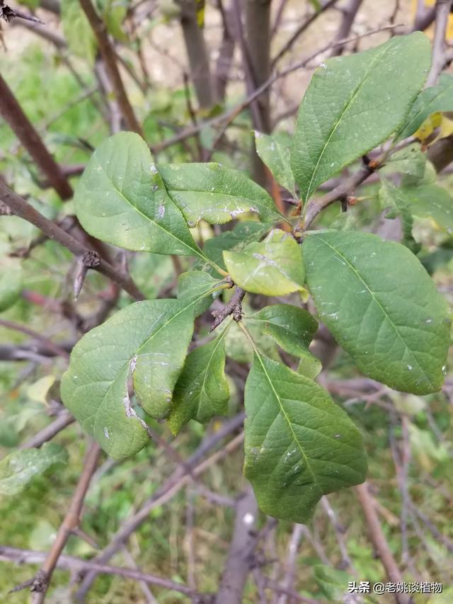 大花美人蕉:美人蕉种植数量有什么讲究？