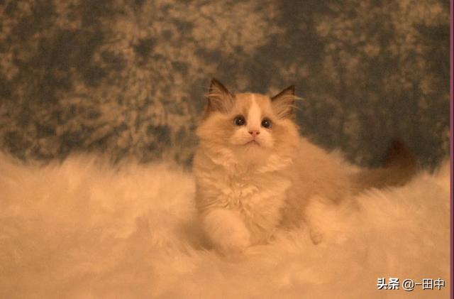 猫舍和宠物店区别:家庭猫舍和宠物店的区别 家庭繁育猫舍行情怎么样？