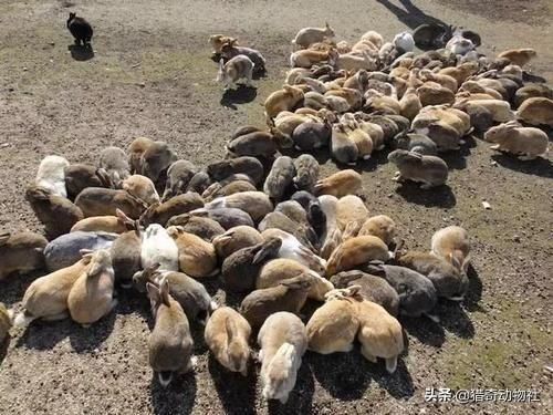 澳洲野犬长途奔袭30公里:澳洲兔子和山羊那么多，为什么不抓来卖，还要出那么多钱去消灭？