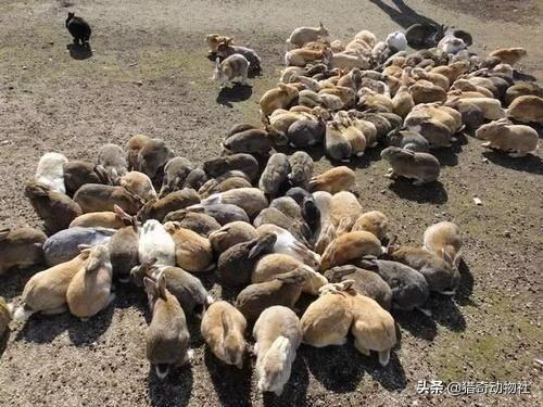 追踪澳洲野犬:澳洲兔子和山羊那么多，为什么不抓来卖，还要出那么多钱去消灭？