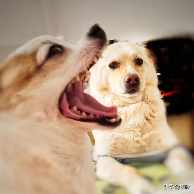 和可蒙犬相似的狗:有哪些品种的狗狗是外表和性格是不一致的呢？
