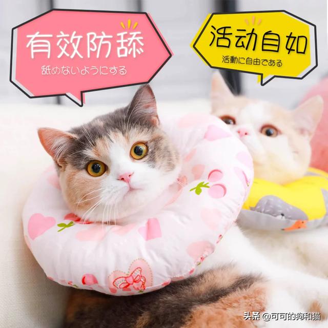 猫舔了驱虫药就流口水:加菲猫配完猫能吃打虫药吗？