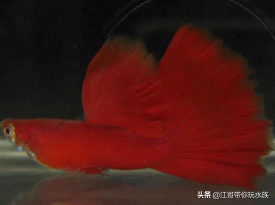 迷人的血红龙鱼图片:血红大背孔雀鱼和全红大背孔雀鱼哪种好看？
