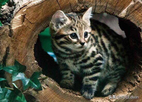 薮猫有危险吗，全世界禁养的黑足猫真的有那么危险吗？