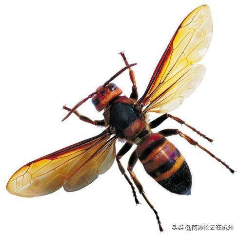 蜂猴药用价值是什么:蜂猴的毒素在哪里 毛猴的药用价值和功效是什么？