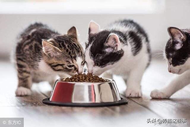 星际养猫指南百度网盘:如何低成本做一个自己的NAS？