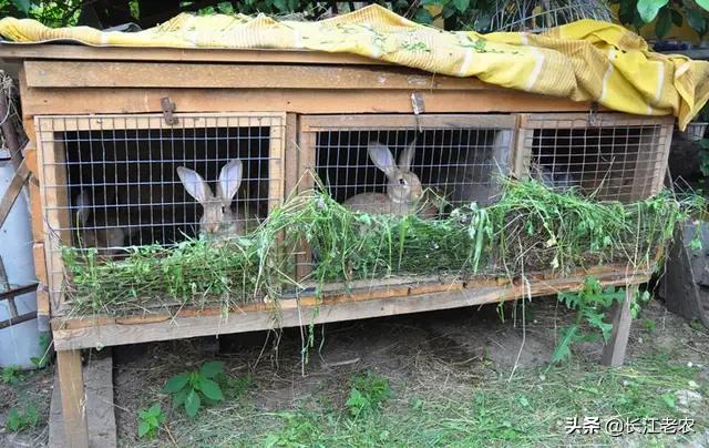 青岛宠物兔养殖基地:肉食兔收购价11块钱每斤养肉食兔赚钱吗？