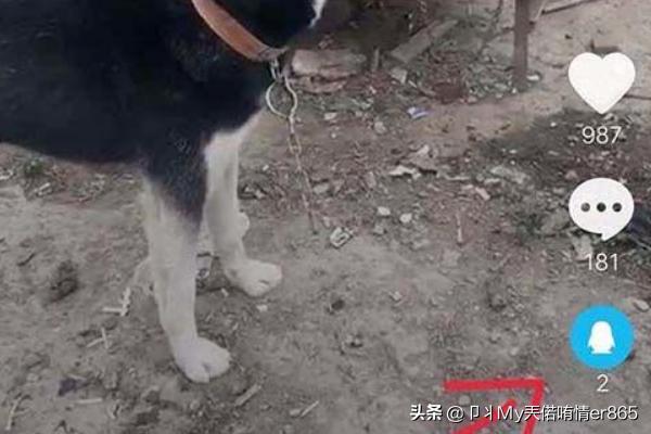 安卓朋友圈背景动态视频怎么弄:怎么把短视频做成手机动态壁纸？