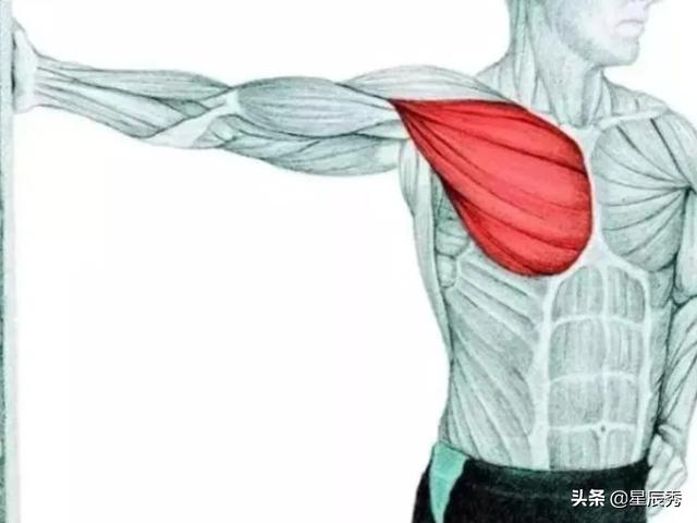 大胸照:胸大肌多久能练起来为什么我的胸肌总是练不起来