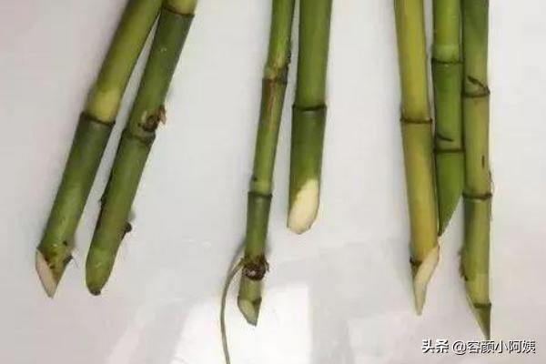 富贵竹的种植方法及注意事项:水养富贵竹养殖方法与注意事项？
