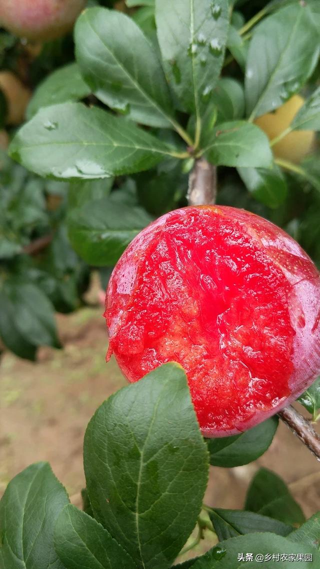 头条问答 - 红香妃李子是红肉杏李吗?比恐龙蛋好吗?(2个回答)