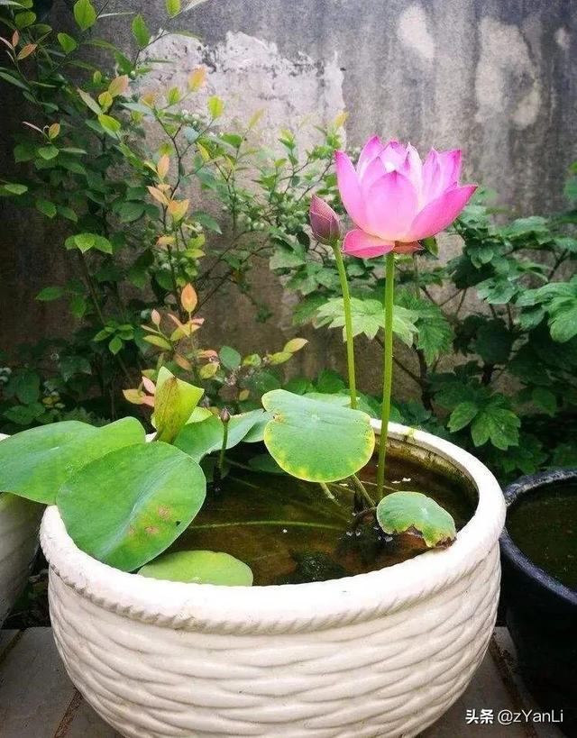 头条问答 怎样让缸养莲花年年开花 Zyanli的回答 0赞