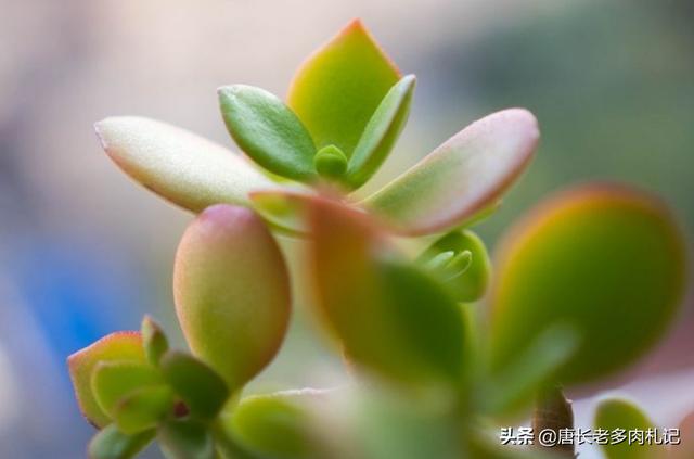 燕子掌怕晒吗:玉树和燕子掌是一样的吗？