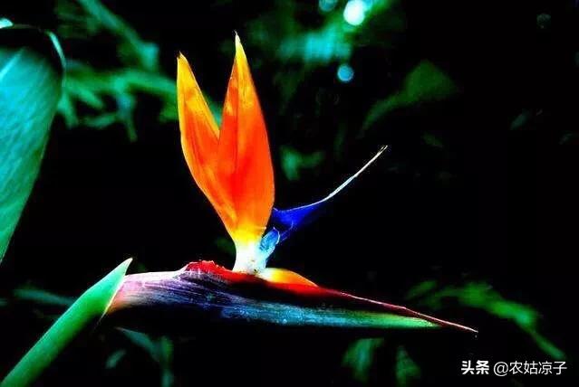 天堂鸟儿:天堂鸟的养植方法是什么？