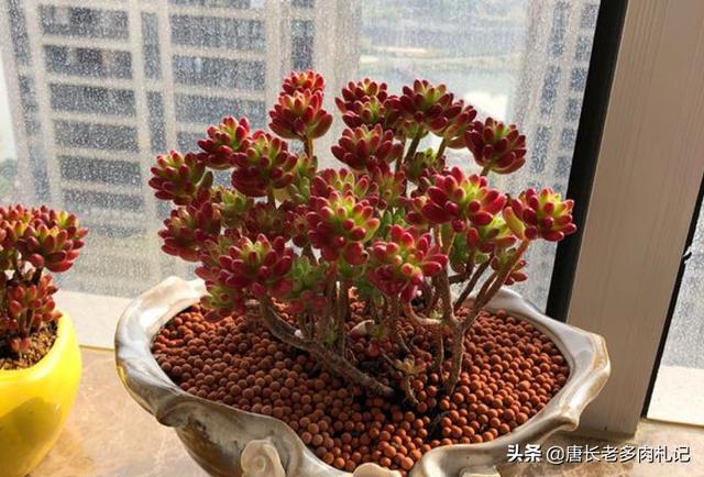 gimcat和gimpet:家里养的猫太胖了，有什么何时的运动器材？