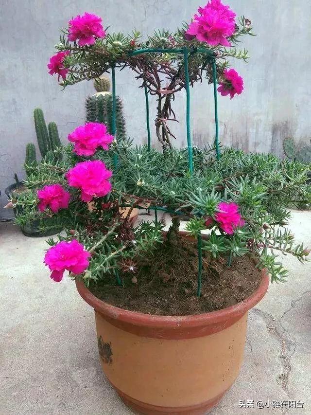 头条问答 宿根太阳花花也是一天都败吗 7个回答