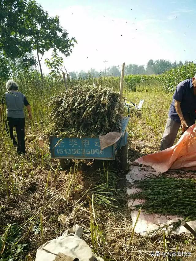 新芝麻上市,收购价8块1斤,还供不应求,农民为啥说明年就不种了？