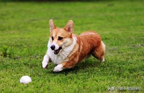 宠物知识大全:养宠知识：狗狗腿瘸了多久自愈？