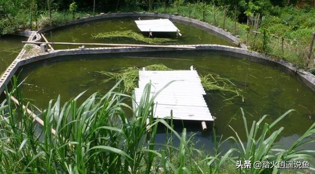 观赏水族疾病防治学:早春家鱼养殖疾病多发如何预防？