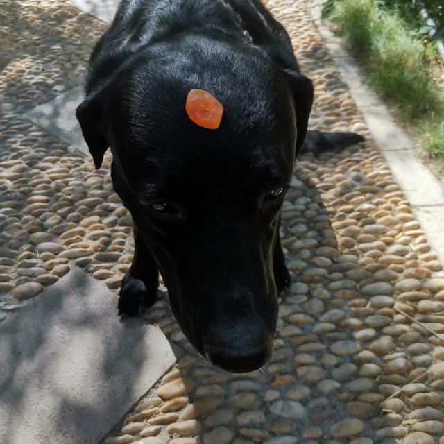 多伯曼犬德牧:我想养只德牧，可是没有大院子，只有大阳台！适合养么？