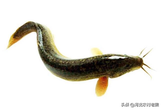 苦力泥鳅好不好:养泥鳅可以用花盆中的土吗？
