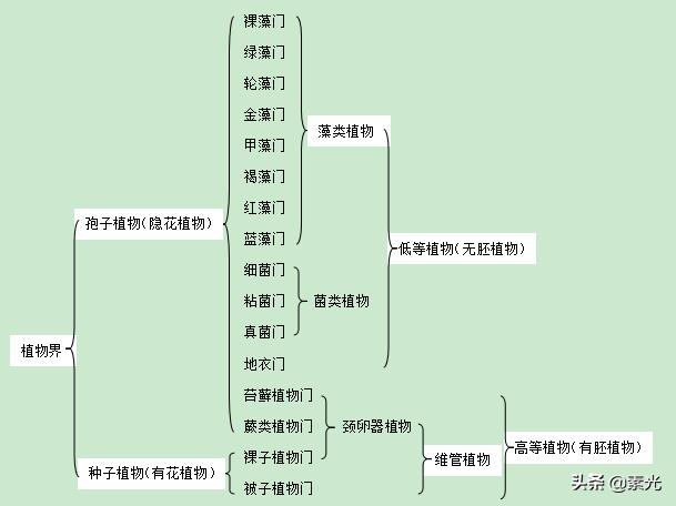 植物大概可以分为哪几大类 太平洋在线下载 兀峰信息科技