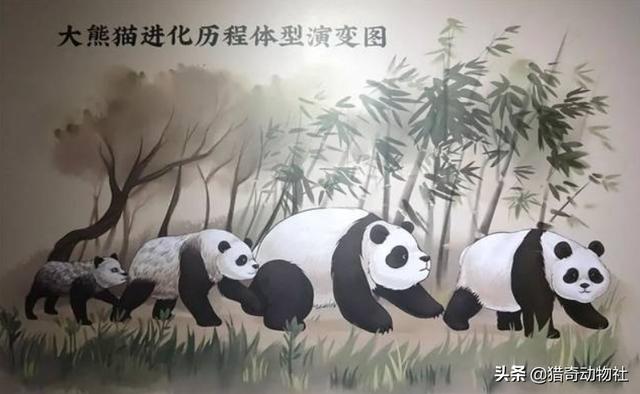 熊猫是食肉动物吗，熊猫为什么不像其他熊类一样凶猛呢