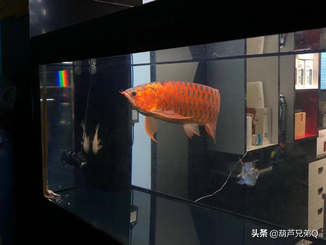 家中养鱼好么:鱼适合家家都养吗？哪些适合家养？