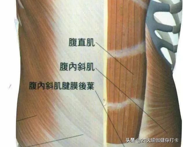 如何避免怀孕腹直肌分离:刨腹产后腹直肌会自我修复吗？