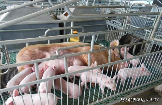 高风险带来高利润养猪能挣到钱吗？