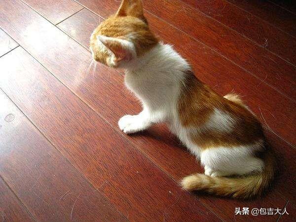 日本猫咪减肥法视频:我家的猫是不是有点胖了，该怎么减肥？ 日本猫咪减肥法