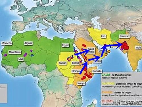 西藏首次发现亚洲胡狼:狼家族最多的是在哪个地区或国家？是怎样的？