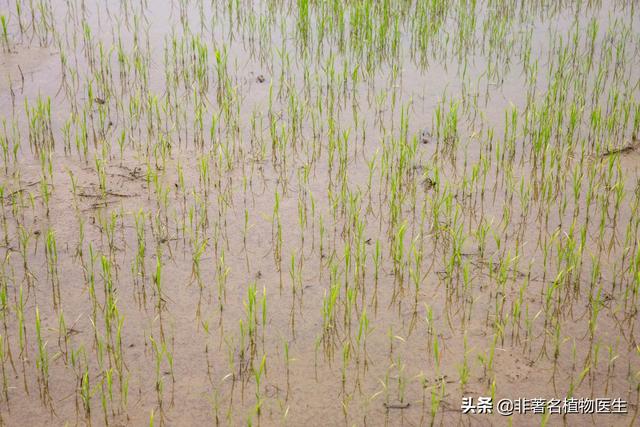 种了2000亩地，想用植保无人飞机直播水稻，应该怎么做呢？ 